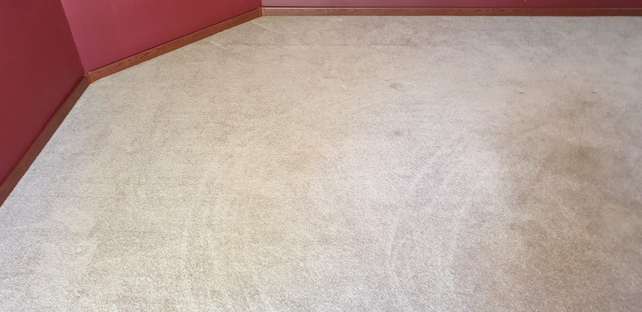 Beige cut-pile carpet with patchy spills and soiling, the kind of mark where milk or coffee has soaked past the pile and starts to smell.