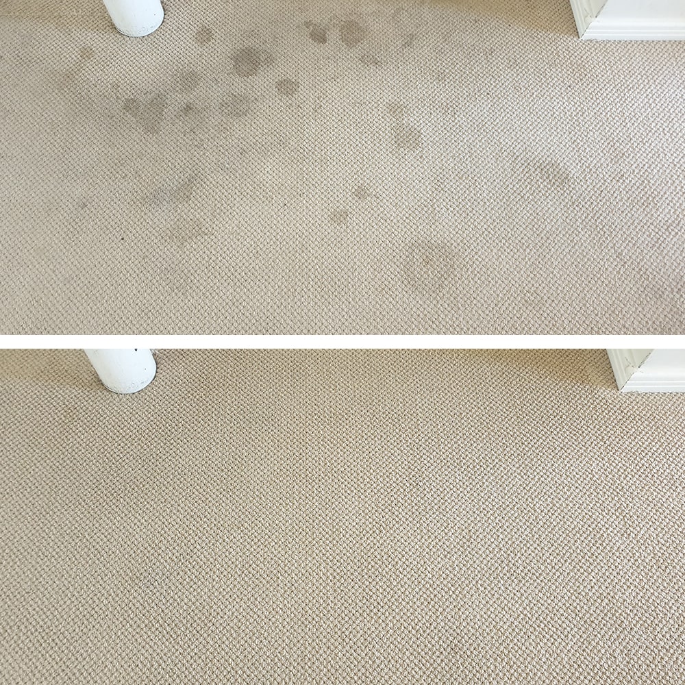 Scattered drip spots on cream loop pile carpet in Perth, taken out so the light carpet looks clean and bright again
