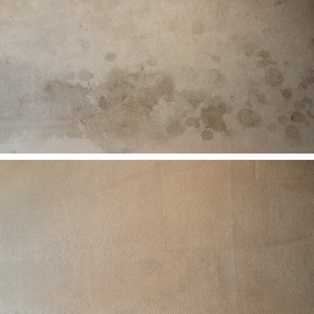 Dozens of brown spill spots across beige carpet in Perth, cleaned until the whole area is one even shade