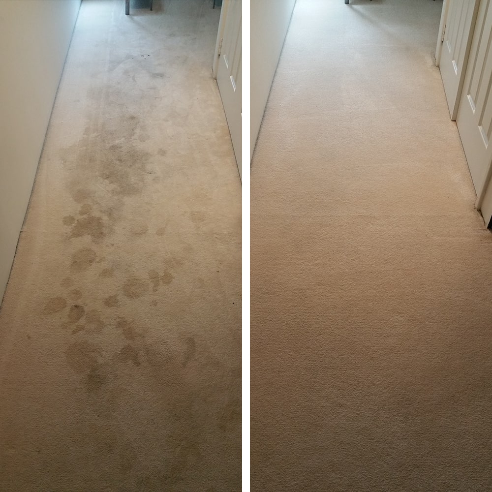Dark spots tracked the length of a beige corridor, cleared to a fresh, even finish with our Perth carpet stain removal