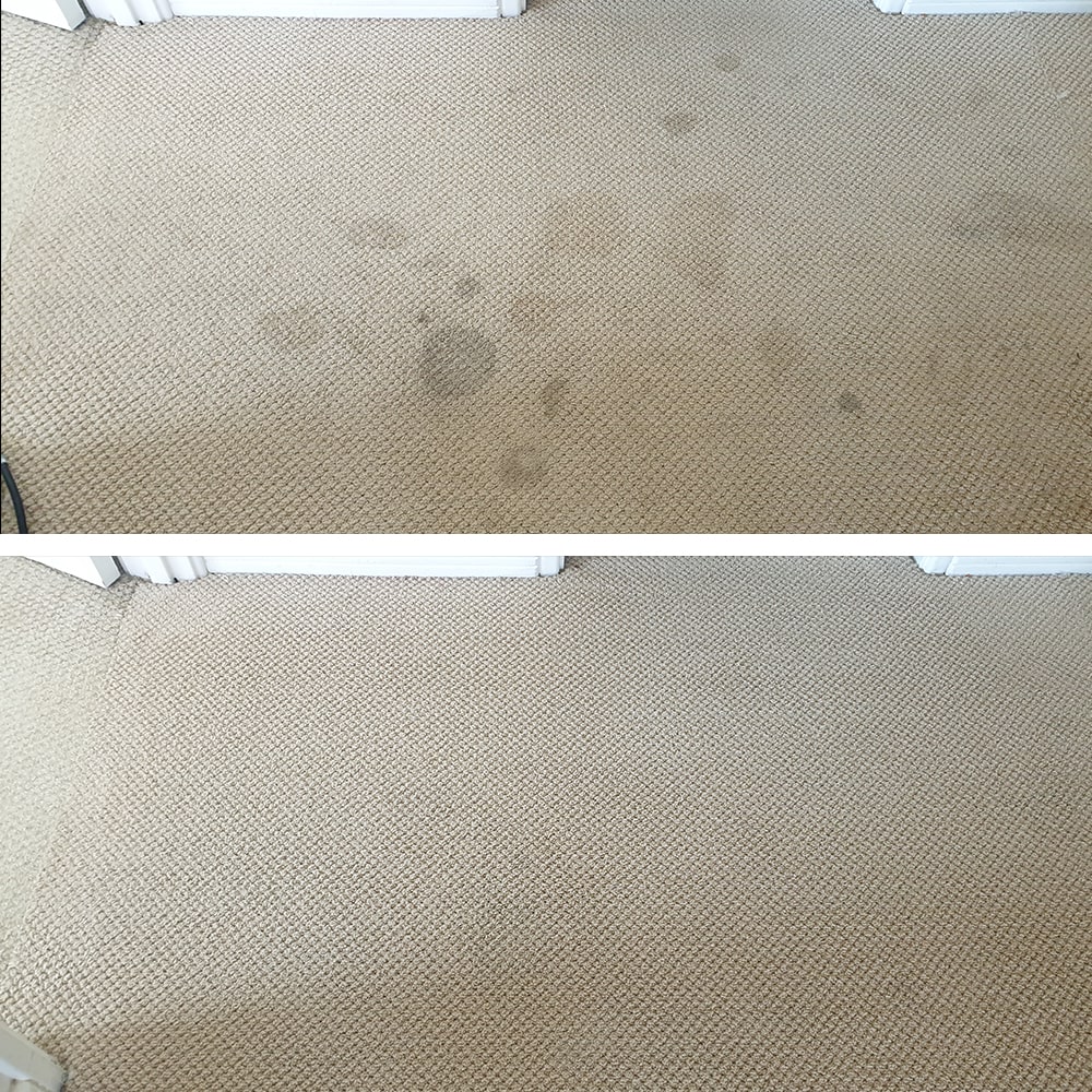 A scatter of dark spill spots on light beige carpet in Perth, lifted so the woven texture looks clean again