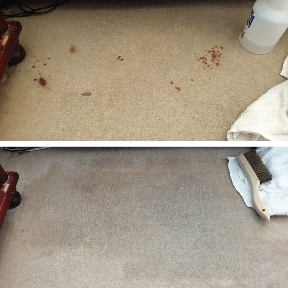 Red drip spots on cream carpet, where every mark catches the eye, cleaned from the pile on a Perth job