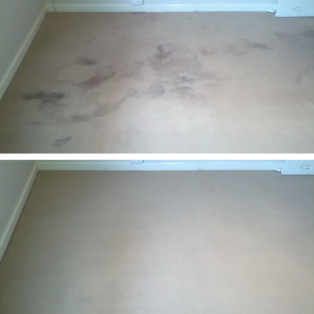 Dark purple dye marks across pale carpet in Perth, cleared from the fibre to leave a fresh, clean floor
