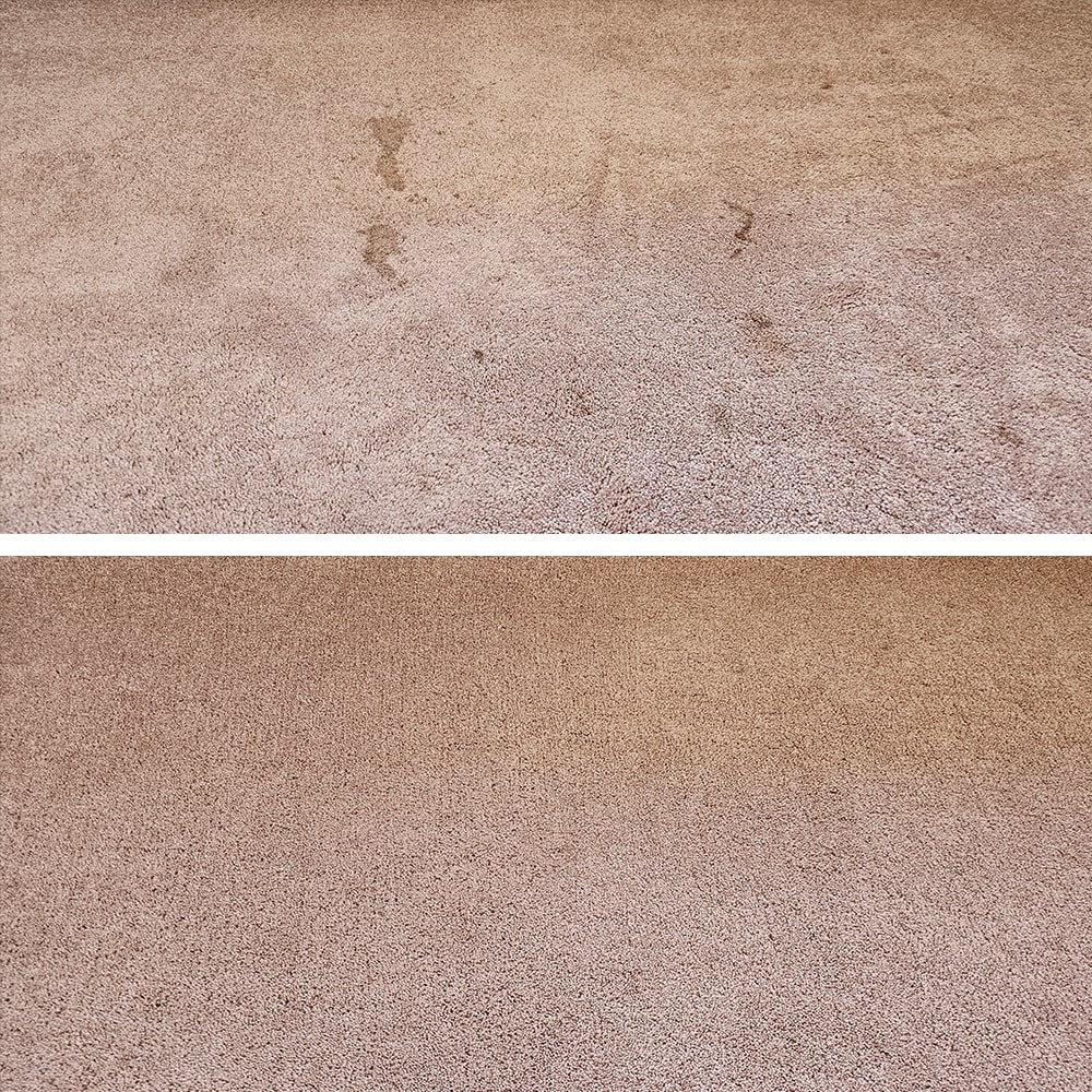 Brown drip marks across blush cut pile carpet in Perth, cleaned out to bring back the carpet's warm, even colour